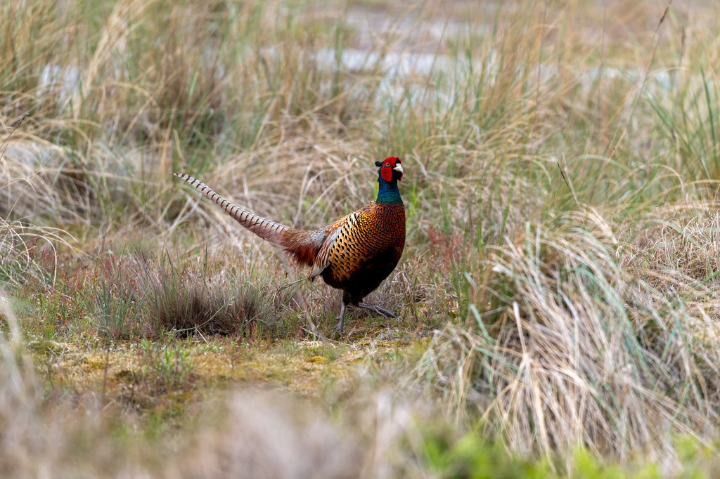 Fasan | pressefoto-homann - Realisiert mit Pictrs.com