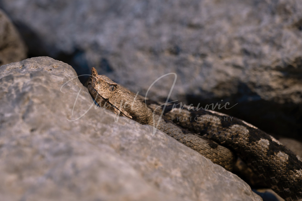 Hornotter | Eine der giftigsten Schlangen Europas, die Hornotter