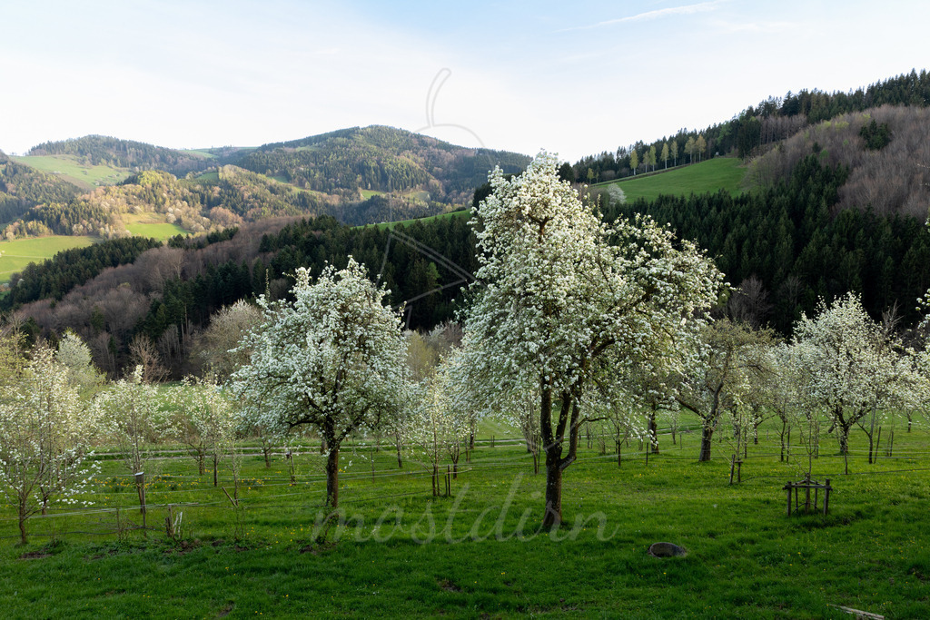 Birnbaumbluete_Mostviertel_2024_Mostdirn_Irmgard_Wieser-8289 | Ihre Fotografin im Lungau, ihre Fotografin im Mostviertel, Wandbilder Onlineshop, Imagefotos für Ihr Unternehmen,  - Realisiert mit Pictrs.com