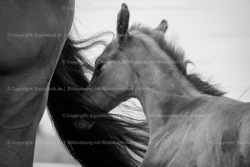 20150529_Fohlen_0025 | equistock