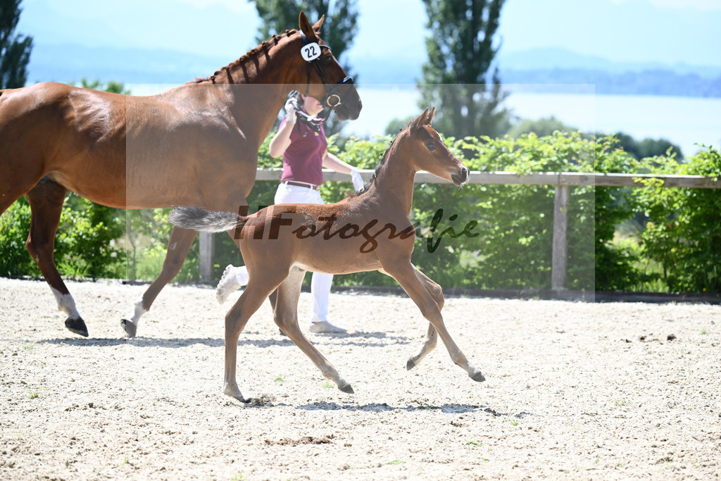Glamourdale x Fuerst Fernando_HF_Markl_19240603 | hf-fotografie - Realisiert mit Pictrs.com