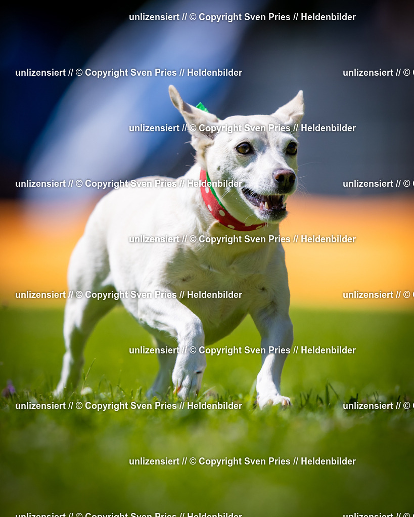 Sven Pries | 2025-08-10 - Hunderennen Durlach - Realisiert mit Pictrs.com