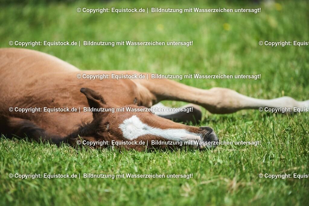 20210617_Fohlen_0285 | Foto: Thomas Hartig