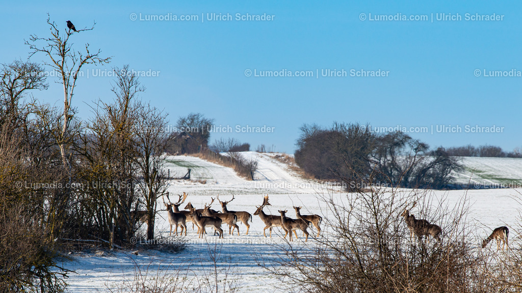10049-13568 - Damwild im Huy | Stockfoto und Bilderpool mit Bildmaterial aus Deutschland, dem Harz, Halberstadt, Quedlinburg, Wernigerode und weltweit. Qualitativ hochwertige und professionelle Fotos anschauen und kaufen. - Realisiert mit Pictrs.com