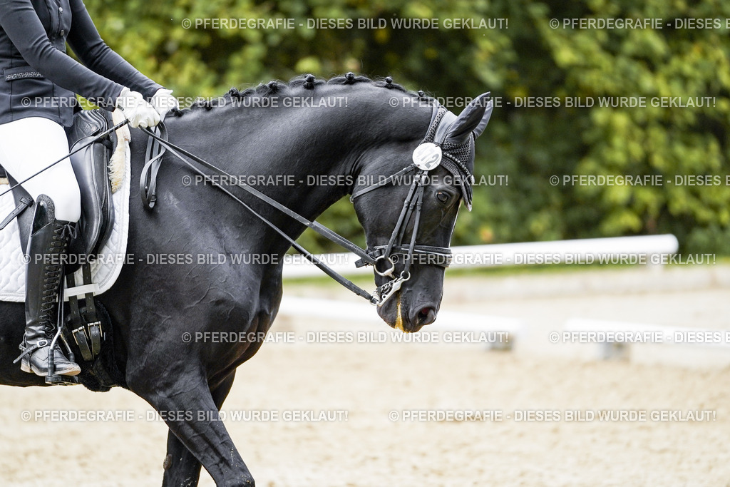 DSC02333 | Pferdegrafie