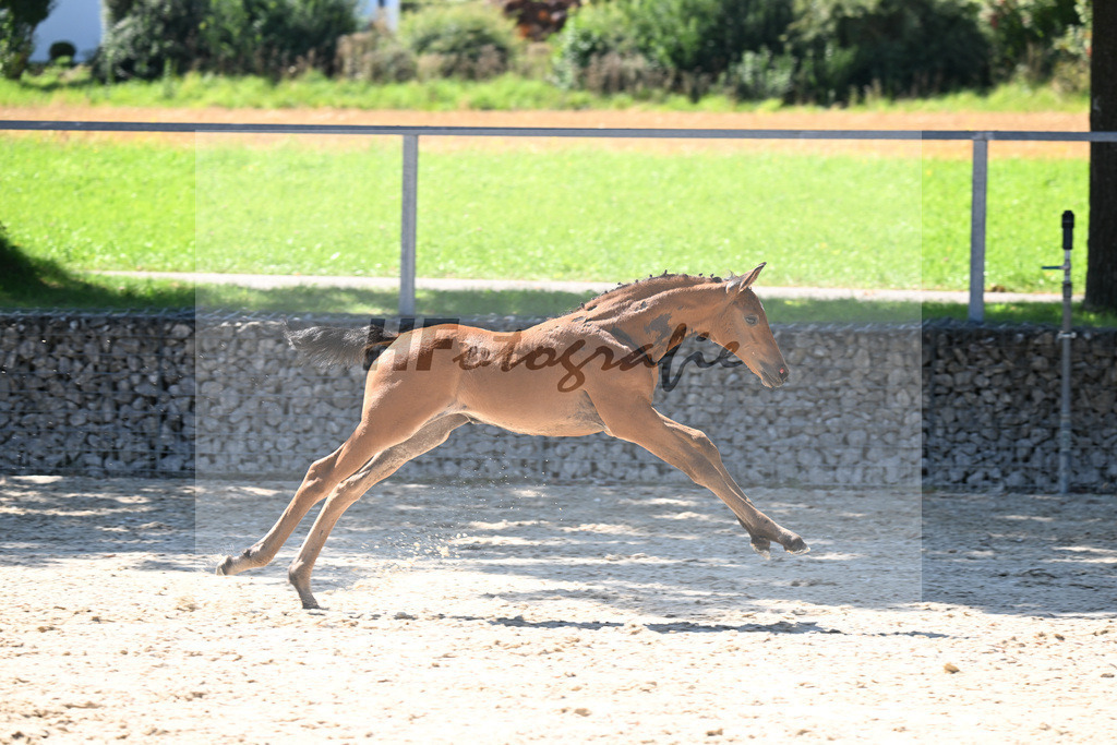 Kat-Nr. 13 Comanchero x Araldik_SF_Joas_26250240 | hf-fotografie - Realisiert mit Pictrs.com