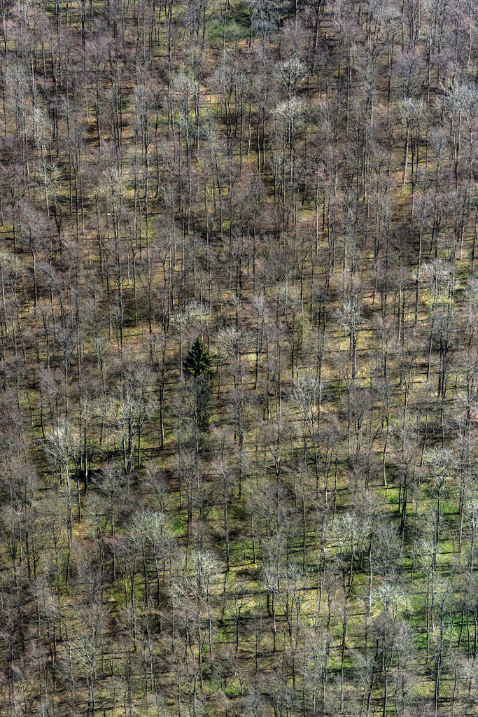 dr__0011867.jpg | BAD URACH 10.05.2017 Baumspitzen in einem Waldgebiet in Bad Urach im Bundesland Baden-Württemberg, Deutschland. // Treetops in a wooded area in Bad Urach in the state Baden-Wuerttemberg, Germany. Foto: Daniel Reiter