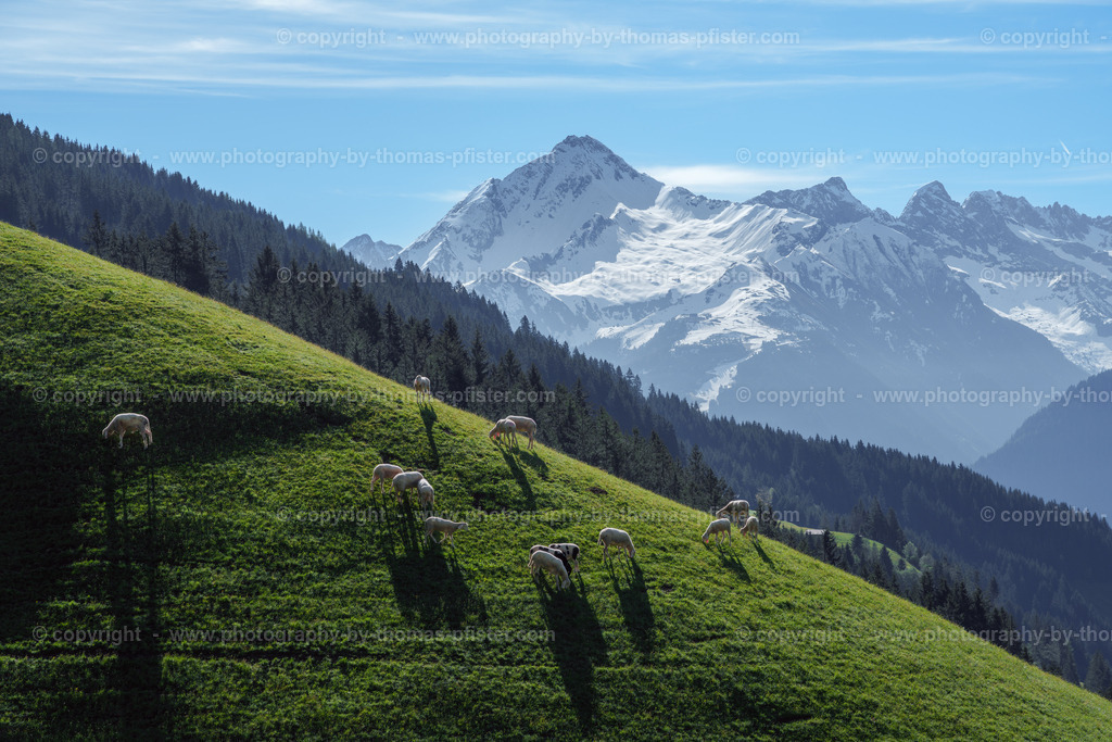 Tux Frühling copyright  Thomas Pfister-7 | PHOTOGRAPHY BY THOMAS PFISTER