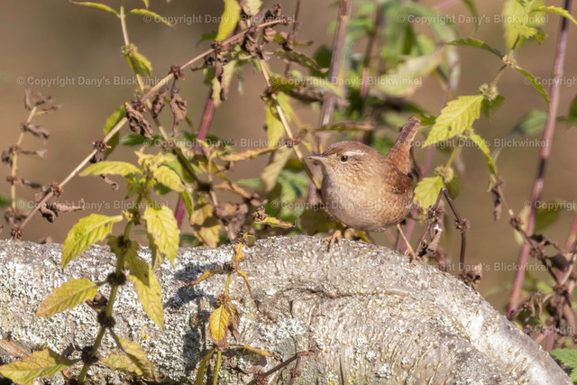201781 | Tierfotografie, Tierkalender, Tierbilder, Insekten, Spinnen, Vögel, Schmetterling, Libellen, Leinwand, Colorkey, Qualität, Geschenkartikel, Geschenk - Realisiert mit Pictrs.com