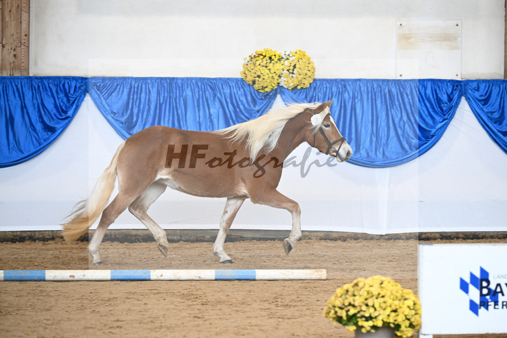 Bl. Band Kat-Nr. 7 Aruna vom Eulental v. Sternzauber_Schoenung_48251353 | hf-fotografie - Realisiert mit Pictrs.com