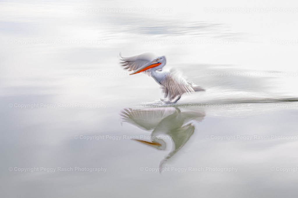 Pelikane_2024_groß next4-14 | PeggyRaschPhotography - Realisiert mit Pictrs.com