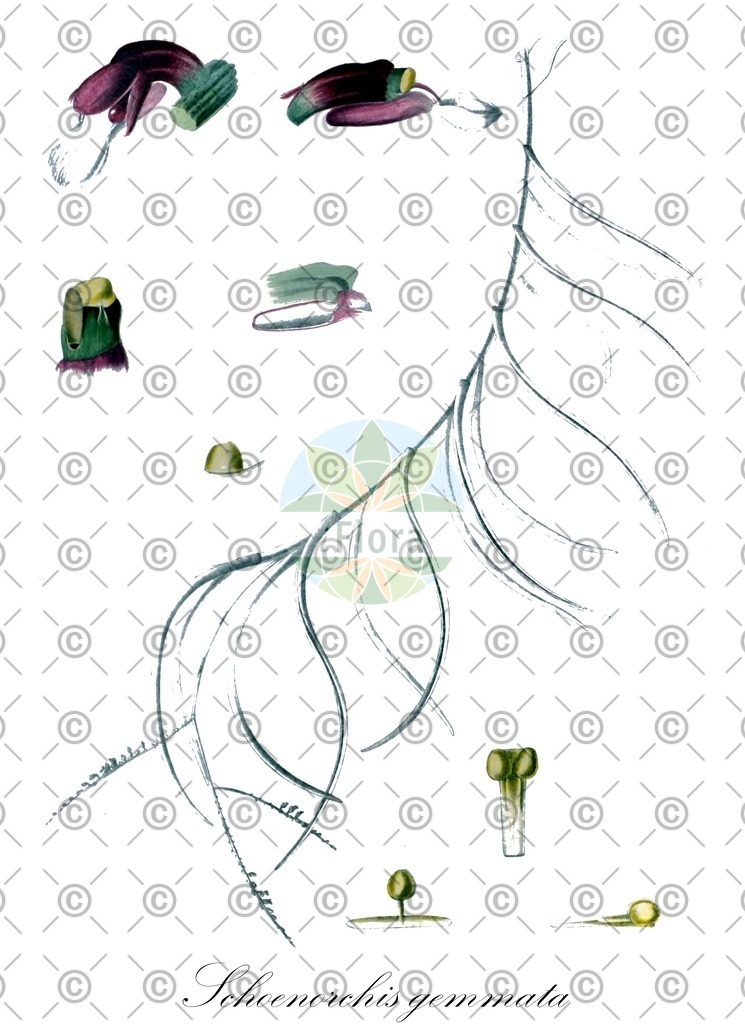 HistAbb_wfo-0001087301_1_ENZY_Simple | Historische Abbildung von Schoenorchis gemmata - Orchidaceae | Historical Illustration of Schoenorchis gemmata - Orchidaceae