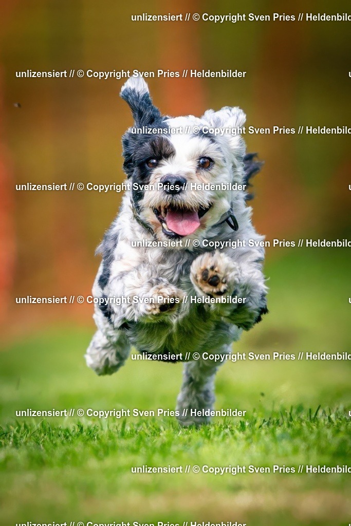 Sven Pries | 2024-09-22 - Hunderennen Baden-BadenPudelverein - Realisiert mit Pictrs.com