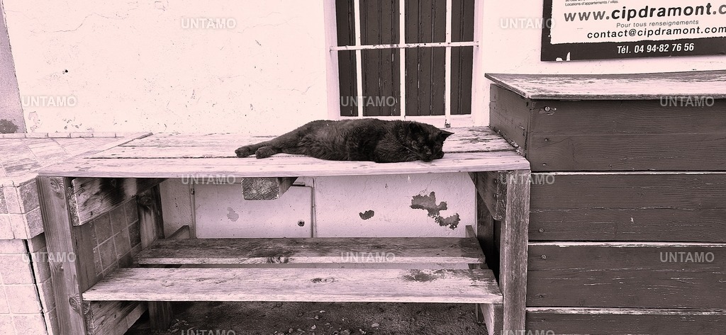SchwarzeKatzeaufHolzSW.hell | untamo - Realisiert mit Pictrs.com