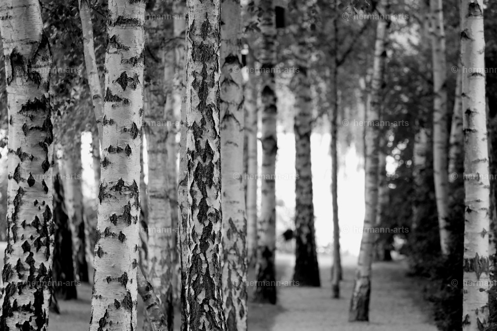 Trees_fine_Art_0011 | Photo Foto Kunst Art schwarzweiss Bilder Rheine Münster Berlin Blumen 