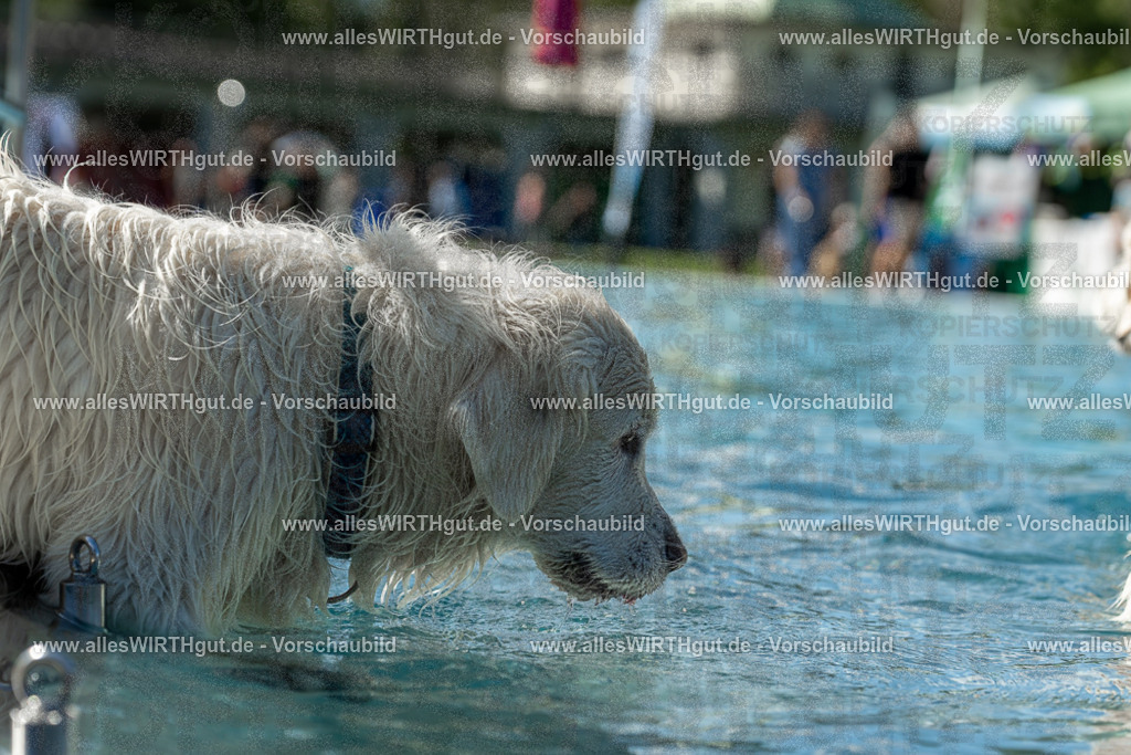 Hundeschwimmen_Volksbad_2026-allesWIRTHgut_Tierfotografie-2609061307-121736-7R500521 | Professionelle Tierfotografie in Mönchengladbach von Daniel Wirth (allesWIRTHgut). Liebevolle & natürliche Bilder von Hunden & Katzen für unvergessliche Erinnerungen.