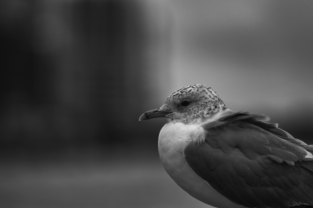 2025_03_12_HH-LANDUNGSBRUECKEN+HOLZHAFEN_MCP6515 sw | Hochwertig gedruckte Fotografien für die Wand, als Kalender und zum Verschenken. Hamburg & Norddeutschland und überall wo ich mit der Kamera unterwegs war.