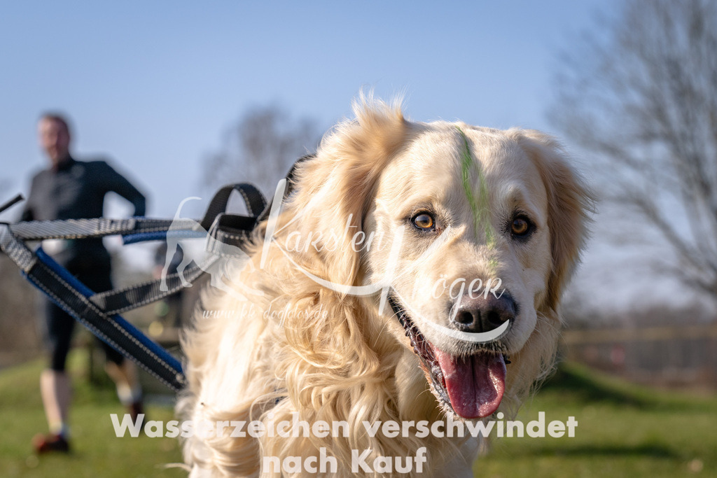 _ZZ91394 | kk-dogfotos