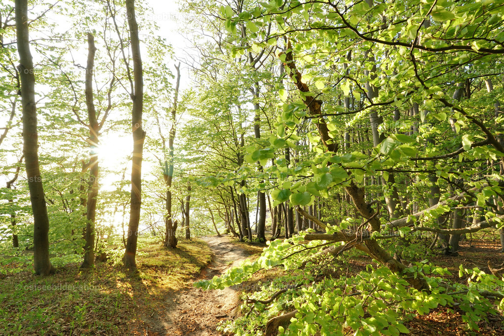 Maigrün am Gnever Ufer | Warmes Sonnenlicht strahlt in den Küstenwald am Gnever Ufer hinein. Frische zarte Buchenblätter leuchten im Gegenlicht der Maisonne.
