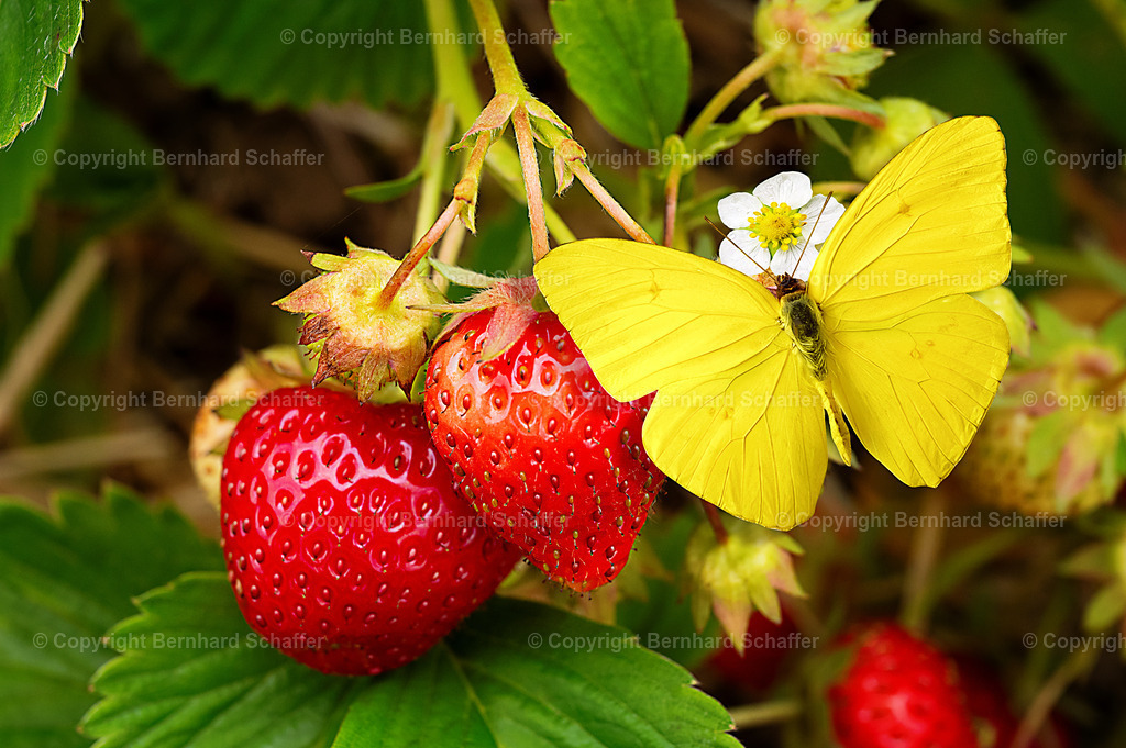 Schmetterling auf Erdbeere | Ein gelber Schmetterling sitzt auf den Blüten einer Erdbeerpflanze. - Realisiert mit Pictrs.com