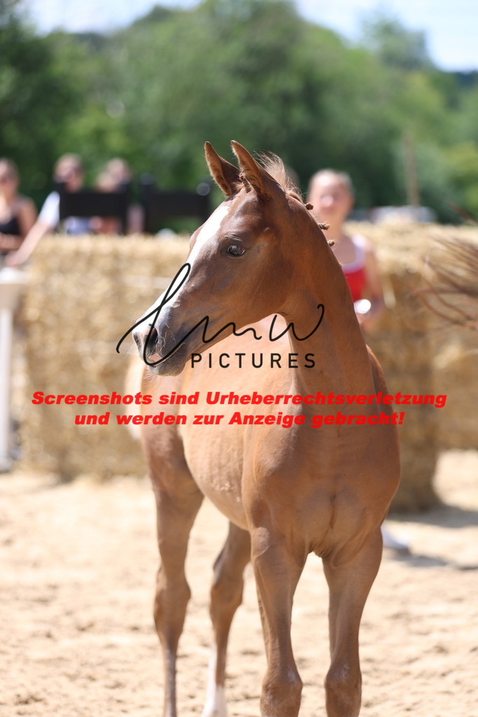 Fohlenschau_Schwäbisch_Hall_springbetonte_Fohlen_KN 54_20 | lmwpictures - Realisiert mit Pictrs.com