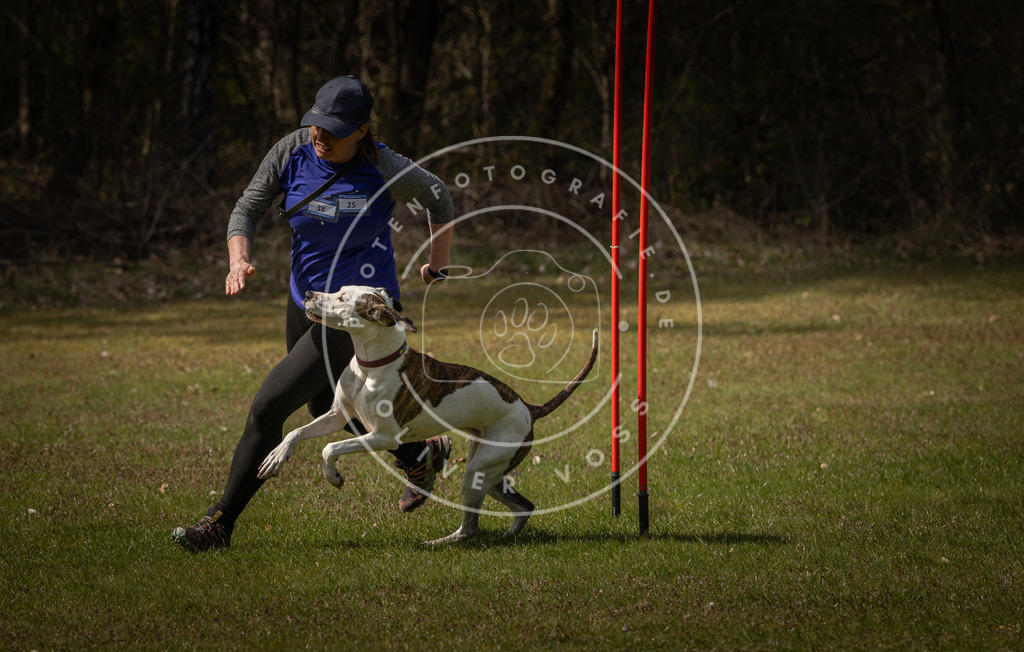 Pfotenfotografie_DV3A4639 | Hundefotografie, Tierfotograf, Pfotenfotografie, Fotoshooting Hund, Hunde Portrait, Hundesport, Hundeportraits, Heideshooting, Hunde, Sportfotograf, Hundefotograf, Turnierhundsport, THS,  - Realisiert mit Pictrs.com