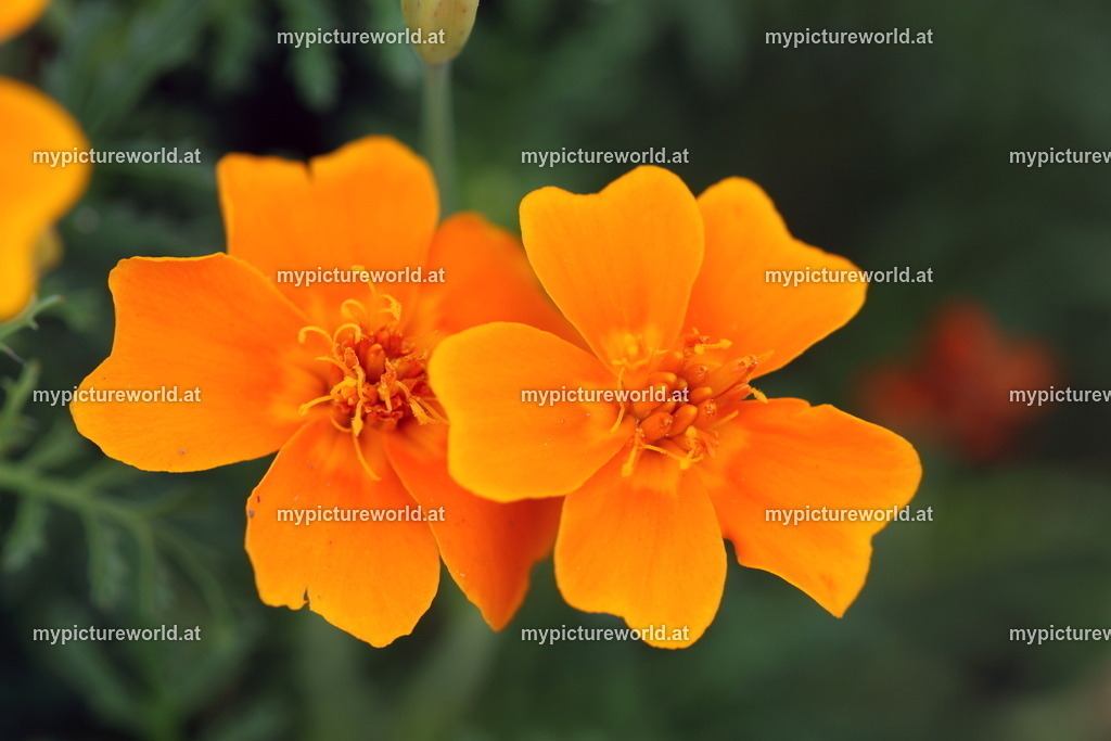 Schmalblättrige-Studentenblume-003 | Das Bilderarchiv über Tiere, Planzen und Landschaften. In der Bilddatenbank finden Sie ein große Auswahl an hochwertigen Bilder für Ihre Werbung - Realisiert mit Pictrs.com