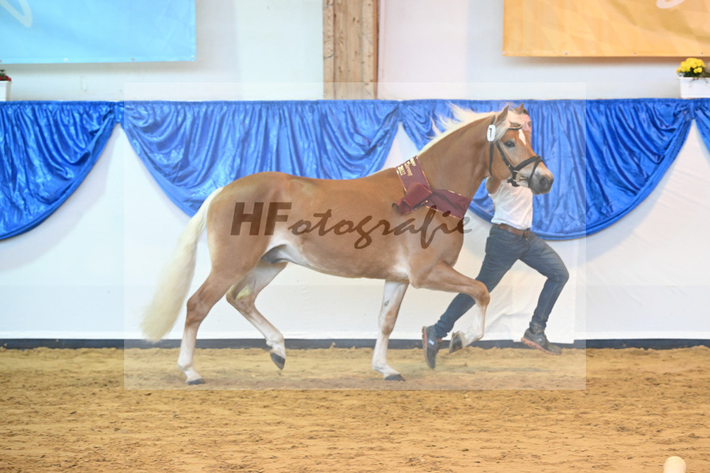 Kat-Nr. 7 Nachtprinz v. Nachtstolz_Schwarz_60221633 | hf-fotografie - Realisiert mit Pictrs.com