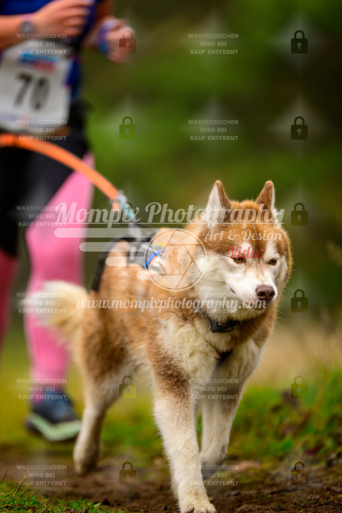 MompixPhotography_Bischwiller2025_Canicross-180 | mompixphotography