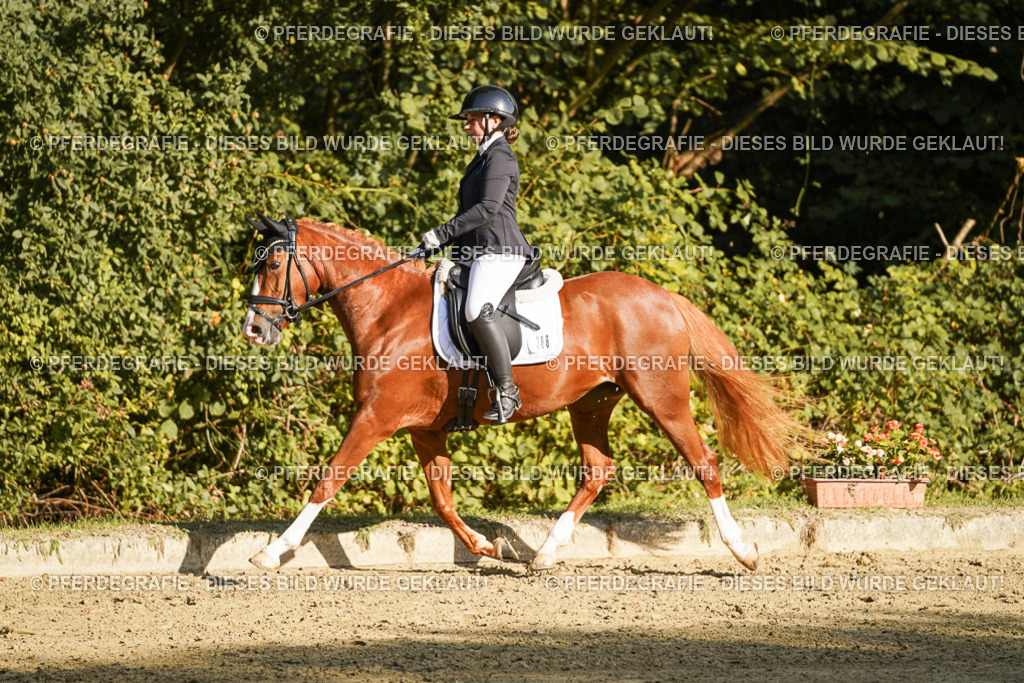 DSC05948 | Pferdegrafie