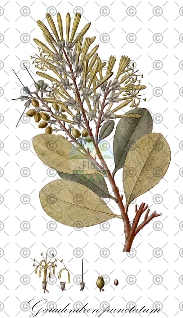 HistAbb_9JMKD_1_ENZY_Simple | Historische Abbildung von Gaiadendron punctatum - Loranthaceae | Historical Illustration of Gaiadendron punctatum - Loranthaceae