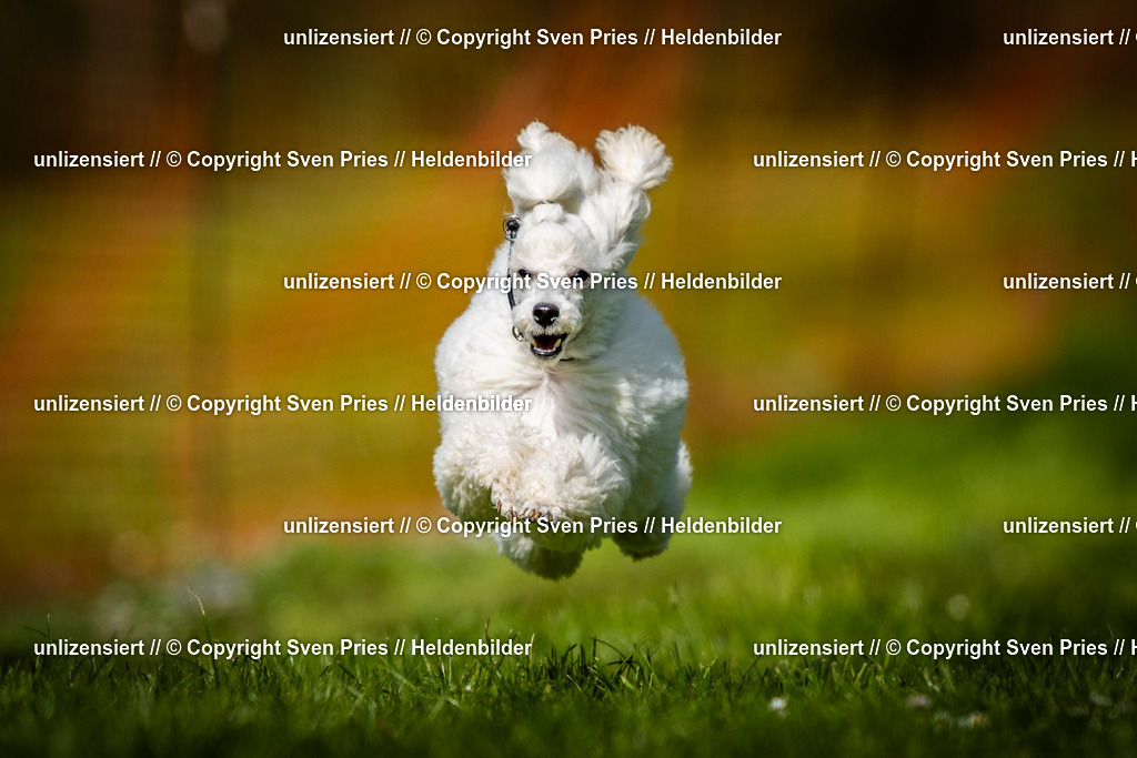 Sven Pries | 2025-04-13 - Hunderennen Baden-Baden - Realisiert mit Pictrs.com