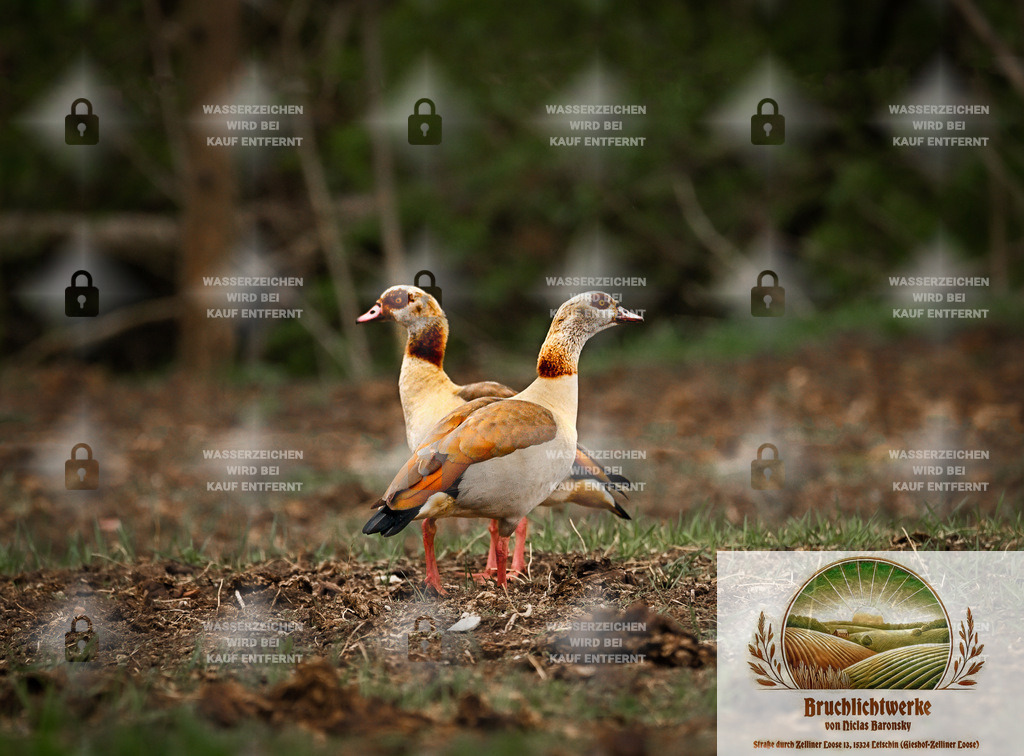 Nilgans | Professioneller Fotograf mit 10 Jahren Erfahrung. Landschafts- und Hochzeitsfotografie im Oderbruch. Workshops und beeindruckende Bilder für besondere Momente.