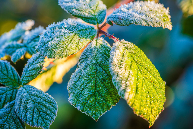 Raureif auf dem Blatt eines Brombeerbusches | Professionelle Natur- & Landschaftsfotos als Poster, auf Leinwand & viele mehr. Wähle aus einer Vielzahl an Formaten & Materialien Dein perfektes Bild. - Realisiert mit Pictrs.com