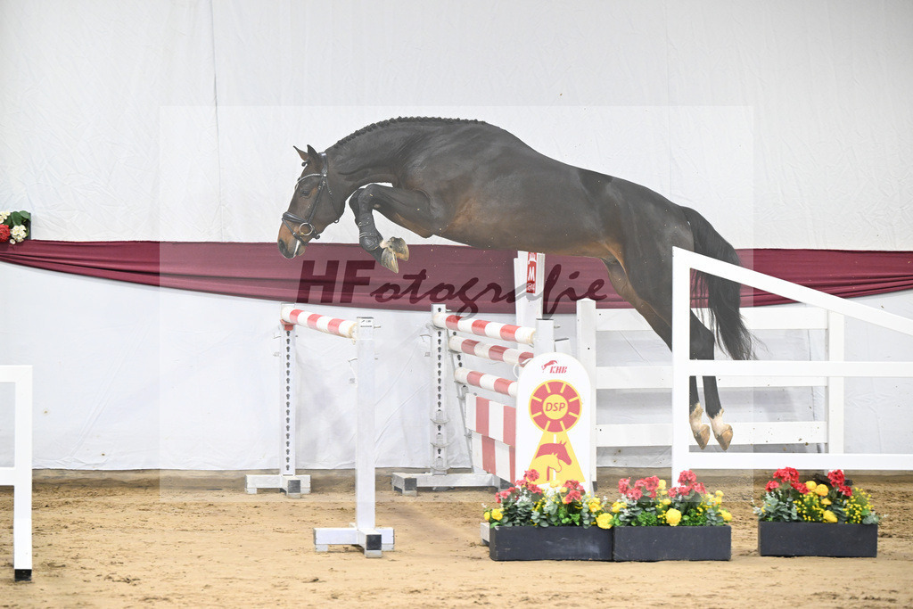 Kat-Nr. 7 Chacoon Blue x Elvis ter Putte_Hansjoerg Harscher_47250106 | hf-fotografie - Realisiert mit Pictrs.com