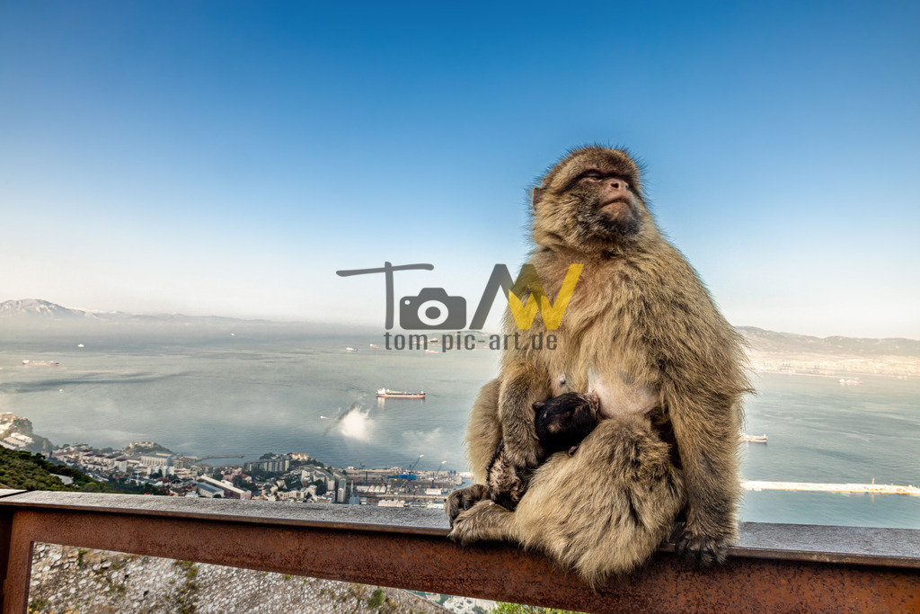 Berberaffen mit Jungtier mit Blick auf das Meer--Gibraltar | Das Bild zeigt einen Berberaffen mit einem Jungtier auf Gibraltar, mit Blick auf das Meer und die Stadt. Berberaffen sind die einzigen freilebenden Affen in Europa.Die Population lebt hauptsächlich auf dem Upper Rock Naturschutzgebiet in Gibraltar. - Realisiert mit Pictrs.com