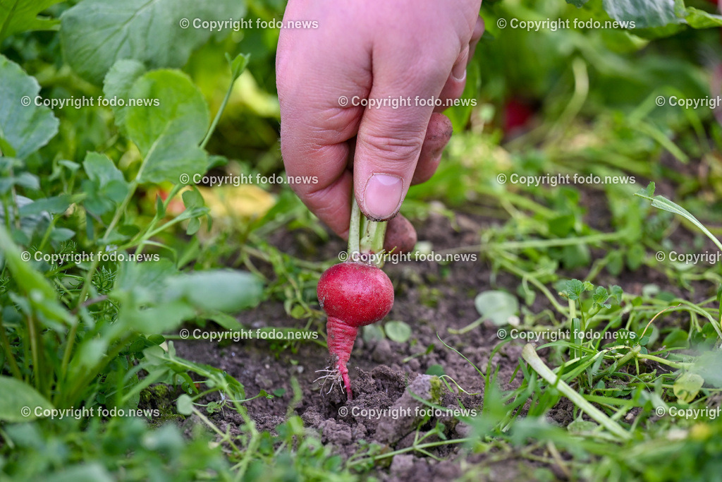Biohof Berner_ Pupping_ 28.02.2023-4 | 28.02.2023, Pupping, AUT, Biohof Berner, im Bild André Berner (Biobauer) bei der Radieschen Ernte