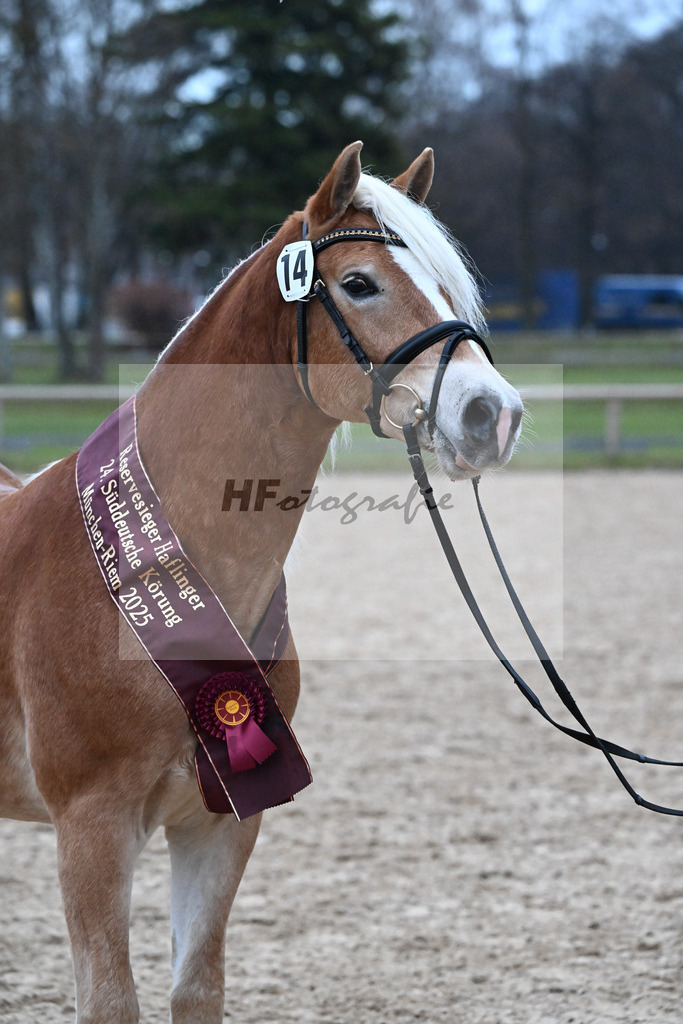 Kat-Nr. 14 Stefano Amore v. Steingold_Bachmann_48251976 | hf-fotografie - Realisiert mit Pictrs.com