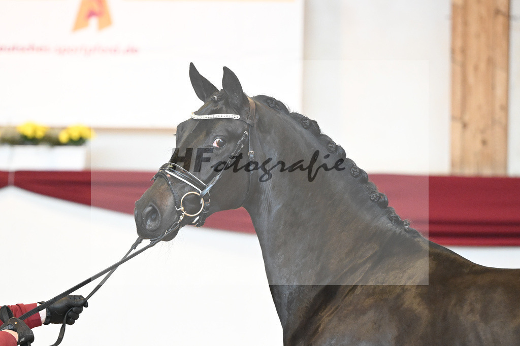 Kat-Nr. 6 v. Bohemian_Albert_66221515 | hf-fotografie - Realisiert mit Pictrs.com