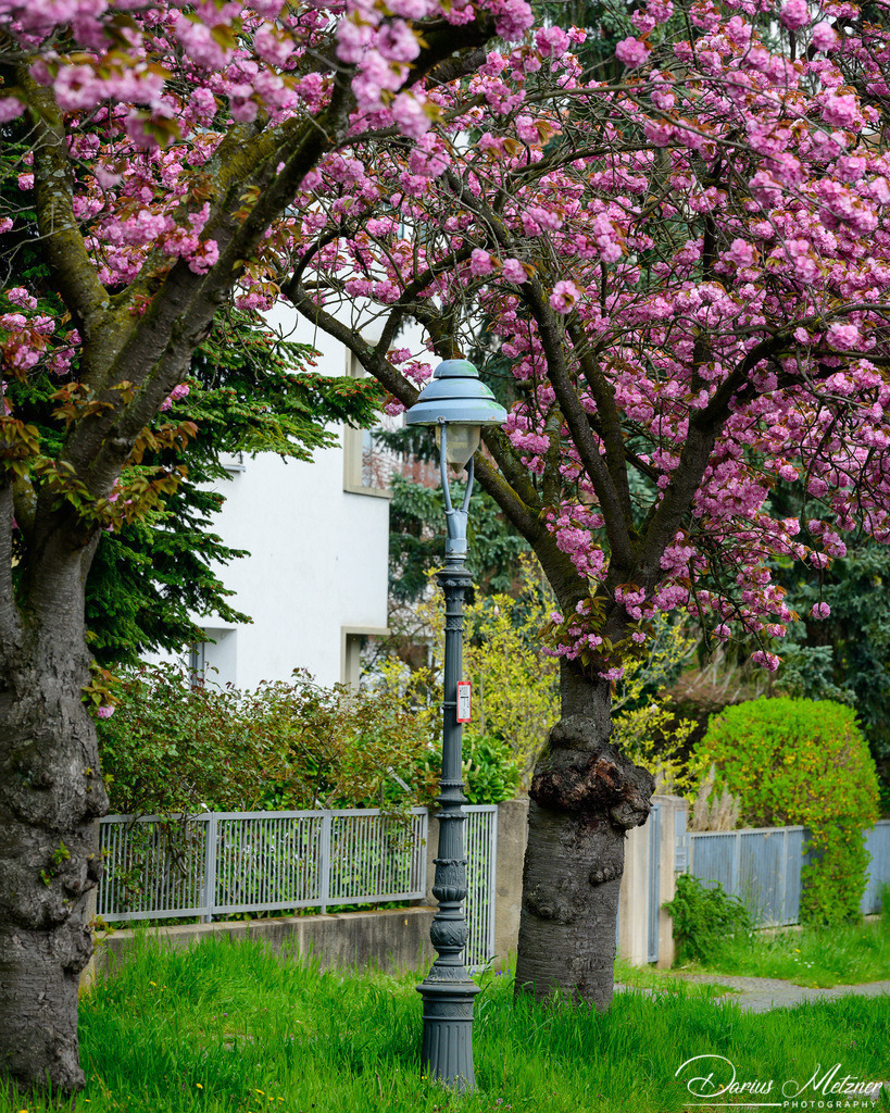 Die Ritterstrasse in Mainz | Die Ritterstrasse in Mainz im Frühling mit blühenden Bäumen