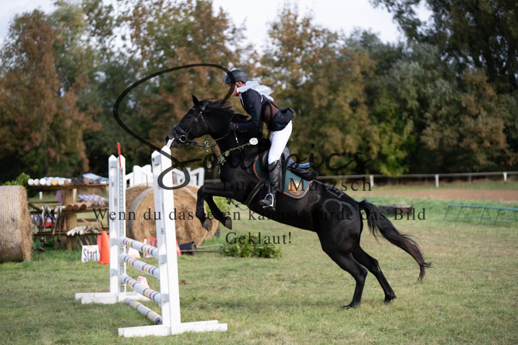 A7V06581 | Pferdefotograf