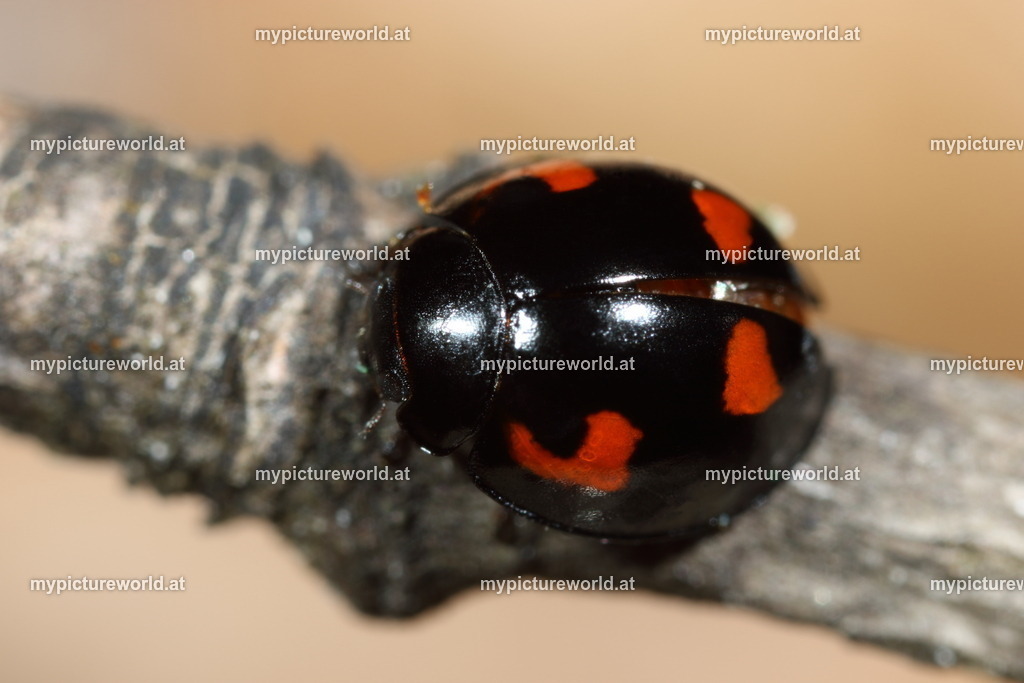 Brumus quadripustulatus-004 | Das Bilderarchiv über Tiere, Planzen und Landschaften. In der Bilddatenbank finden Sie ein große Auswahl an hochwertigen Bilder für Ihre Werbung - Realisiert mit Pictrs.com