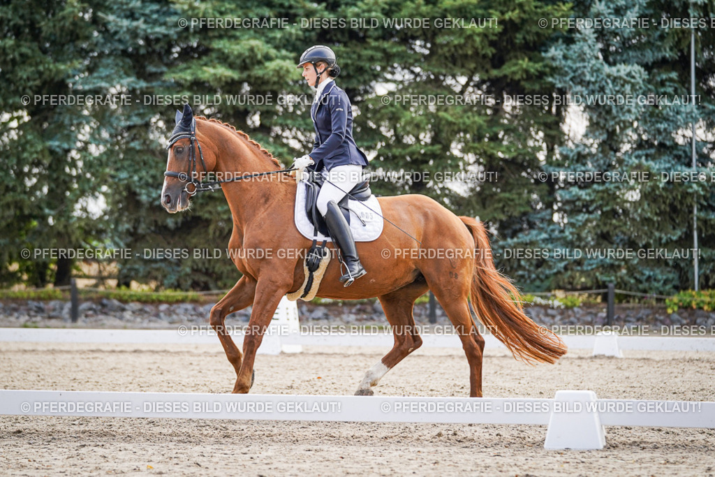 DSC00606 | Pferdegrafie