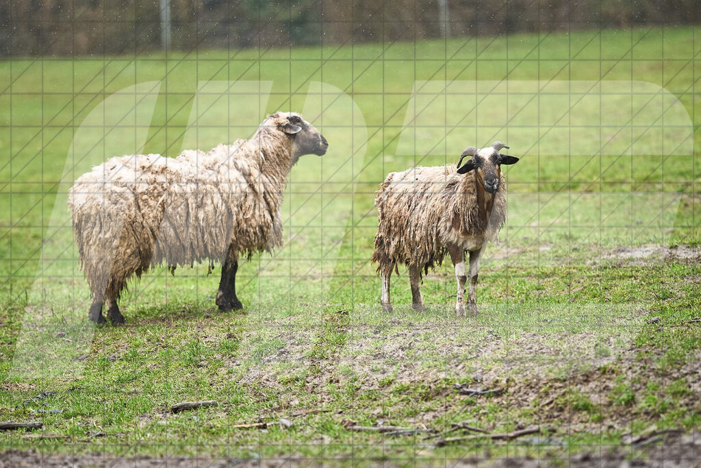 33. KTM Kamptal Trophy | 29.03.2025: 33. KTM Kamptal Trophy in Zöbing, Niederösterreich, ÖsterreichFoto: © 2025 Martin Bihounek / martinbihounek.comInsta: @martinbihounekcomFB: @martinbihounekphotography