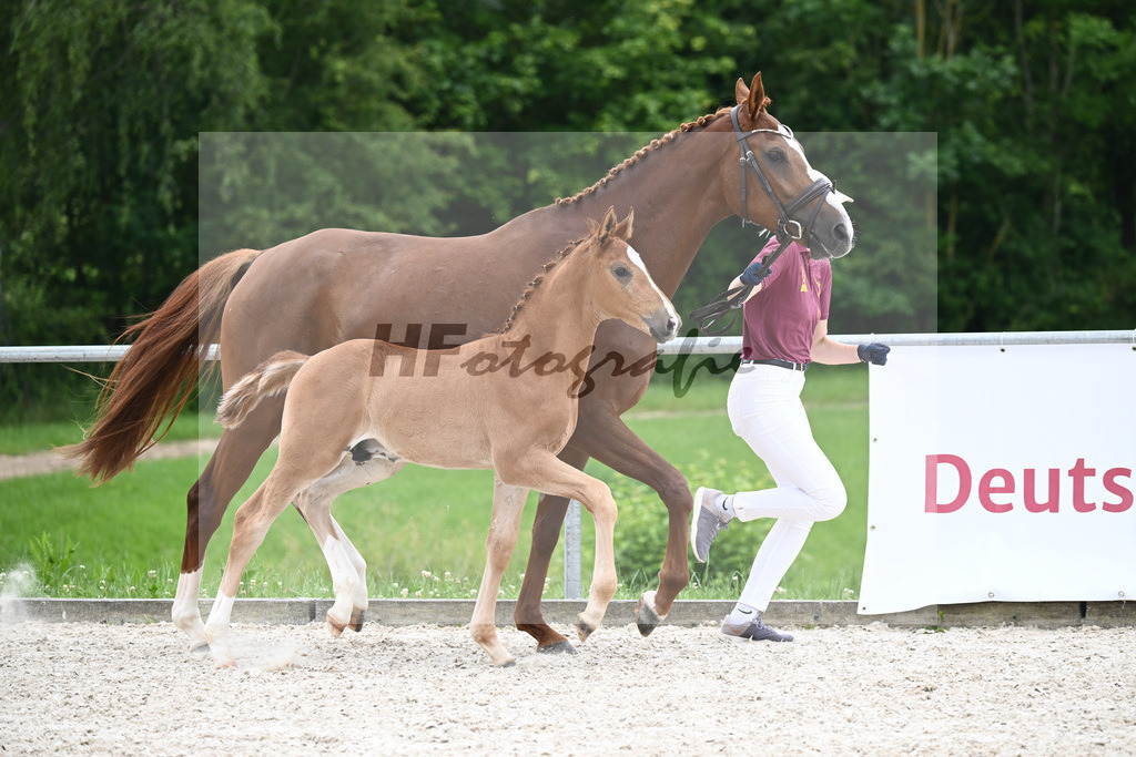 Vivaldos x Belissimo M_HF_Baier_20240248 | hf-fotografie - Realisiert mit Pictrs.com