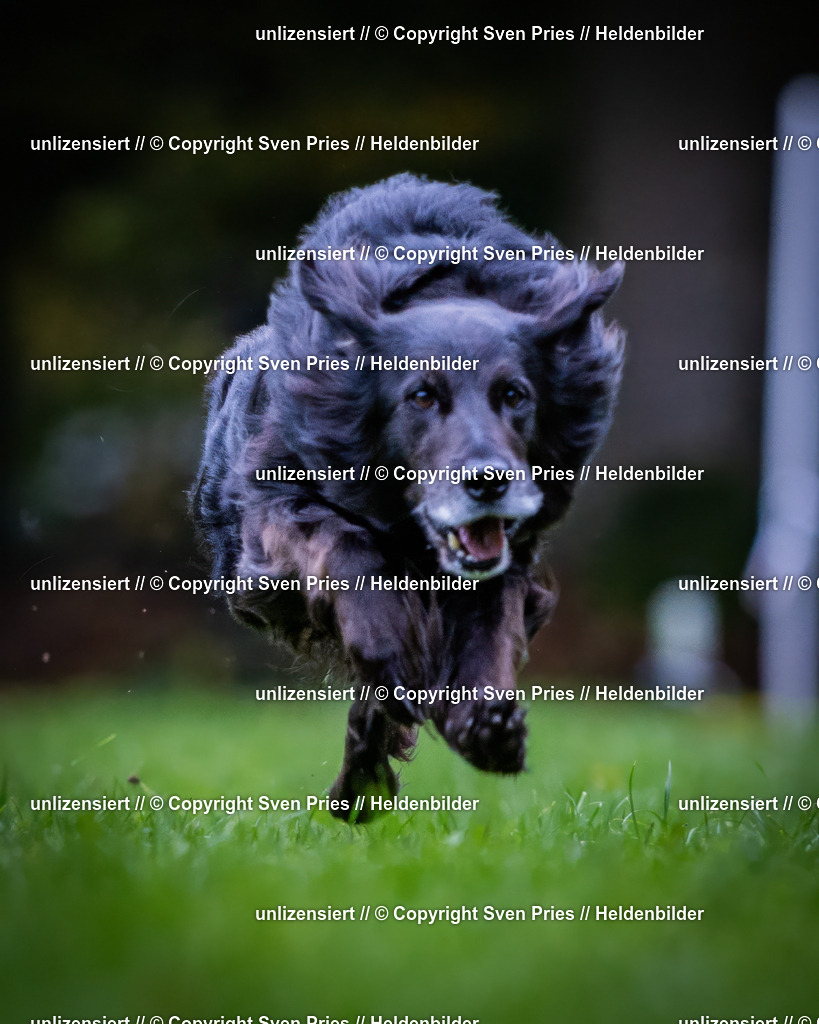 Sven Pries | 2024-10-19 - Hunderennen Ober-Grombach - Realisiert mit Pictrs.com