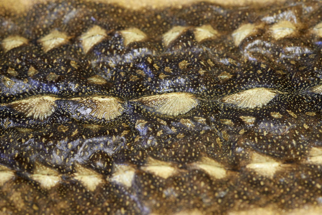 Yupitaze Fischtextil | Litschau, Austria - April 02, 2016: Yupitaze Fischtextil; getrocknetes Fischleder vom Stoehr. - Realisiert mit Pictrs.com