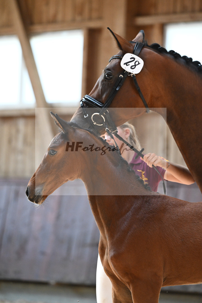 Kat-Nr. 28 HF Balou Star x Cassilano_Liebhaber_32240560 | hf-fotografie - Realisiert mit Pictrs.com