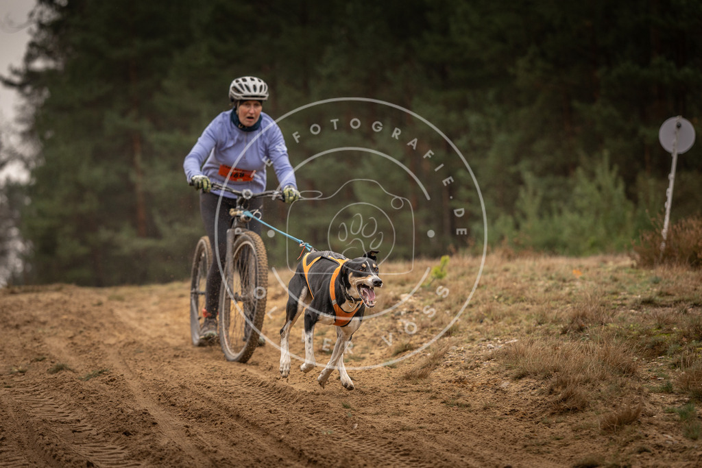 Pfotenfotografie_DV3A4455 | Hundefotografie, Tierfotograf, Pfotenfotografie, Fotoshooting Hund, Hunde Portrait, Hundesport, Hundeportraits, Heideshooting, Hunde, Sportfotograf, Hundefotograf, Turnierhundsport, THS,  - Realisiert mit Pictrs.com