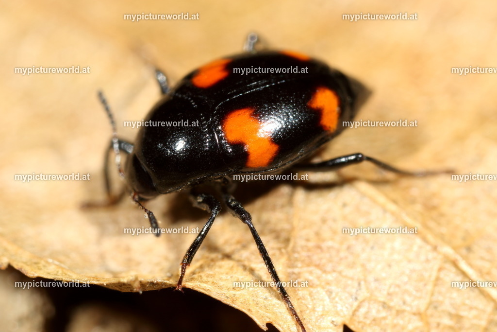 Scaphidium quadrimaculatum-001 | Das Bilderarchiv über Tiere, Planzen und Landschaften. In der Bilddatenbank finden Sie ein große Auswahl an hochwertigen Bilder für Ihre Werbung - Realisiert mit Pictrs.com